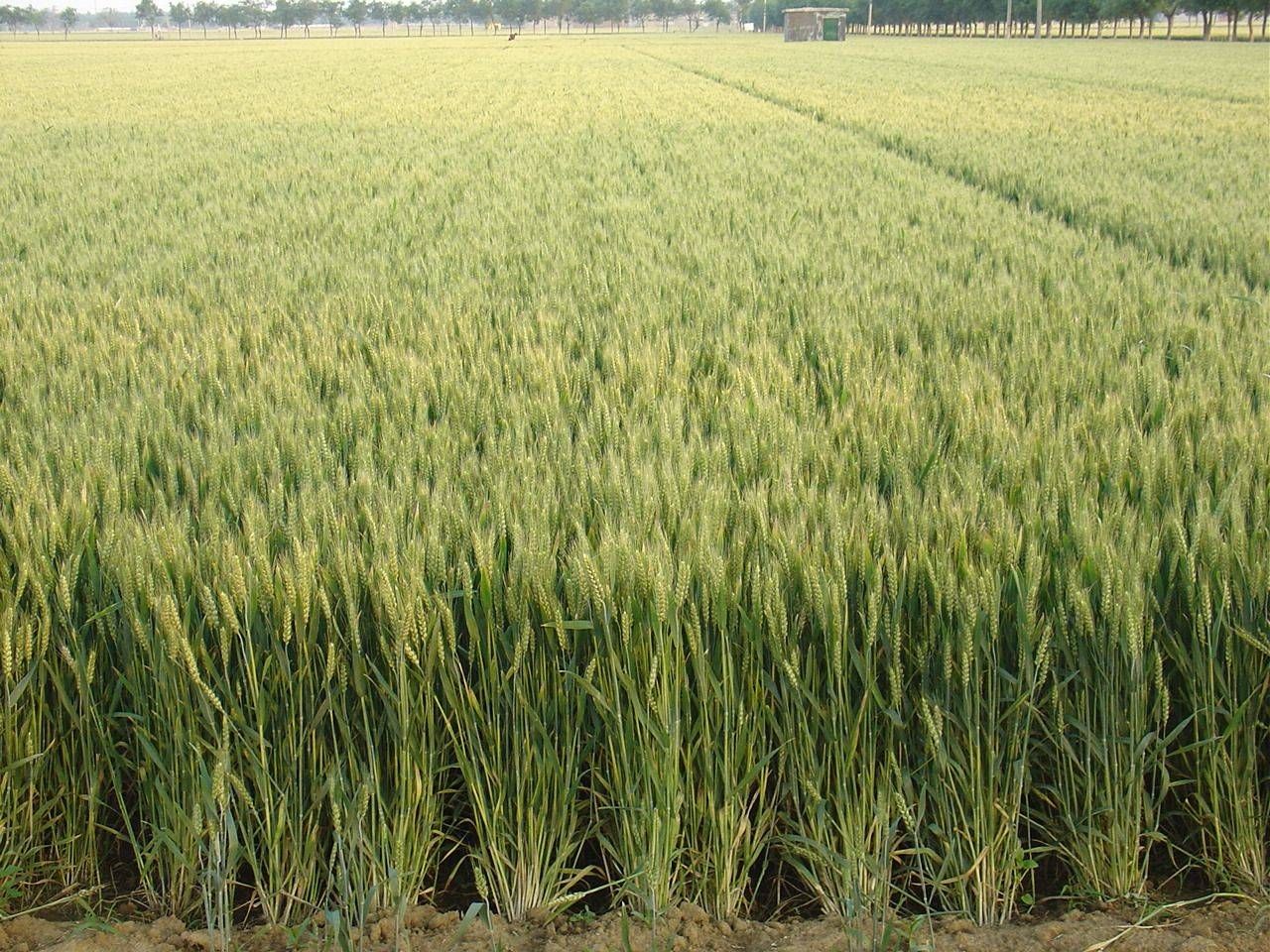 山农101小麦品种图片