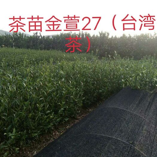 平和县茶树苗  金萱茶苗 福建