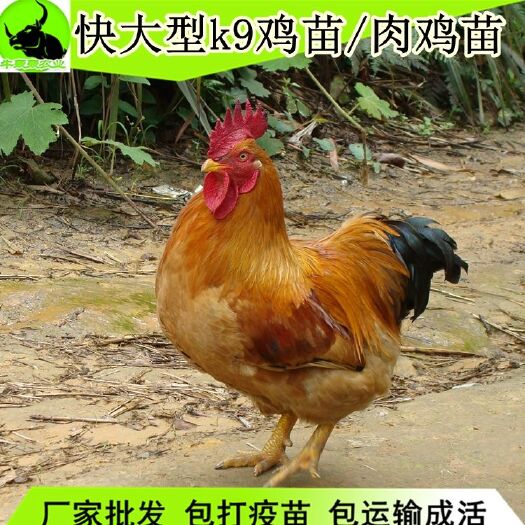 成都 K9鸡苗882麻黄鸡活体小鸡苗批发山土鸡种苗养殖鹅苗火鸡鸭苗