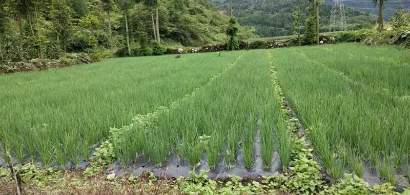 乐山四季葱  四川乐山铁杆葱大量出售中