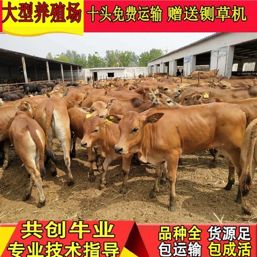济南肉牛  小肉牛   买小肉牛到正规养殖场
