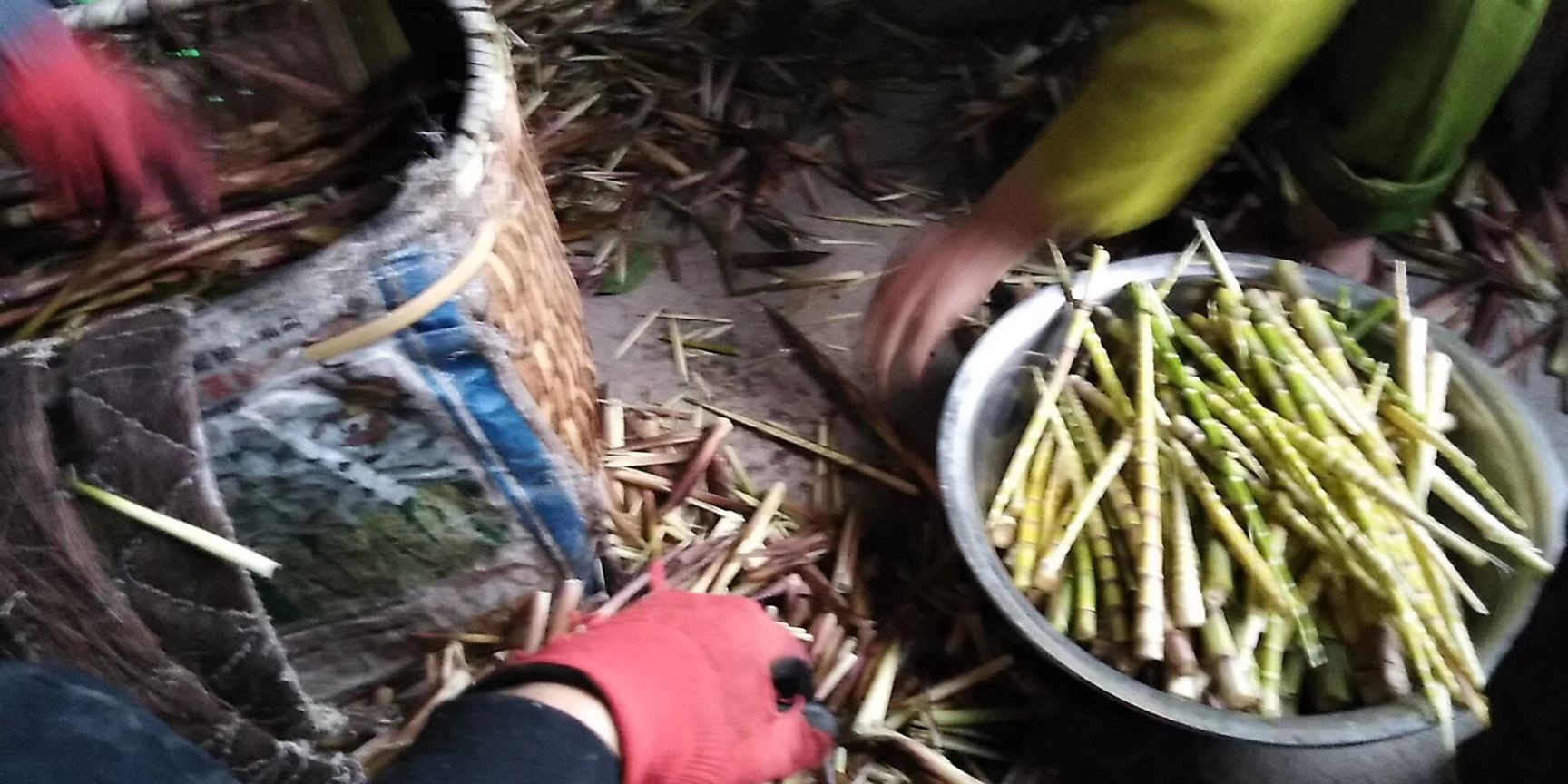 刺竹筍，鮮貨，天然野生