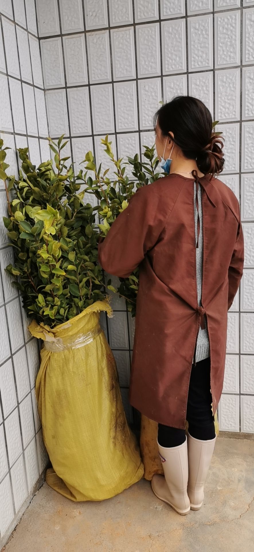高产嫁接油茶苗长林系列优质中大果茶子树苗出油率高木子油茶籽苗