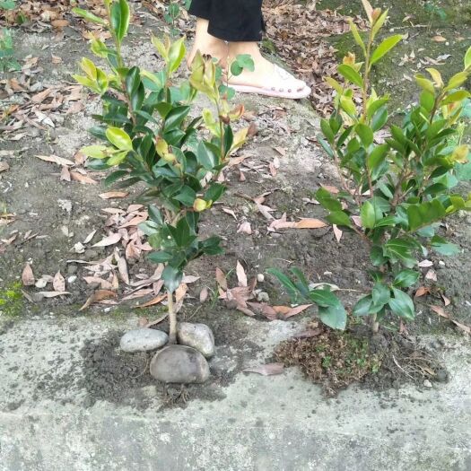 成都茶梅小苗工程苗基地供应