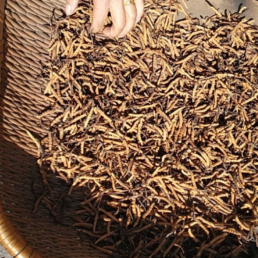 湟源县冬虫夏草，草，杜绝假虫草