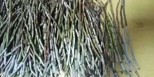 基地常年，供应铁皮石斛鲜条，货真价实。质量保证，诚信经营