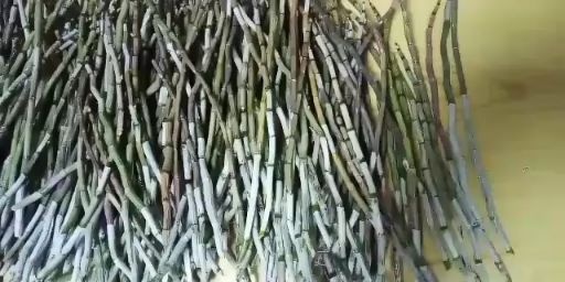 乐清市基地常年，供应铁皮石斛鲜条，货真价实。质量保证，诚信经营