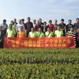 万载县高产嫁接油茶苗长林系列优质中大果茶子树苗出油率高木子油茶籽苗