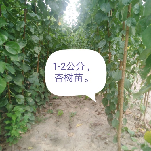 潍坊金太阳杏树苗 