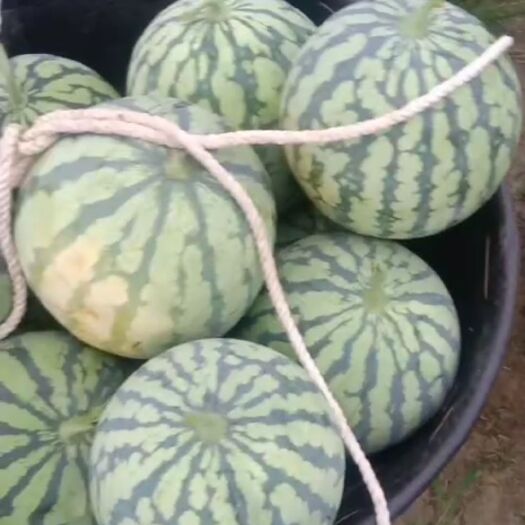 武汉自己种植大棚美都西瓜