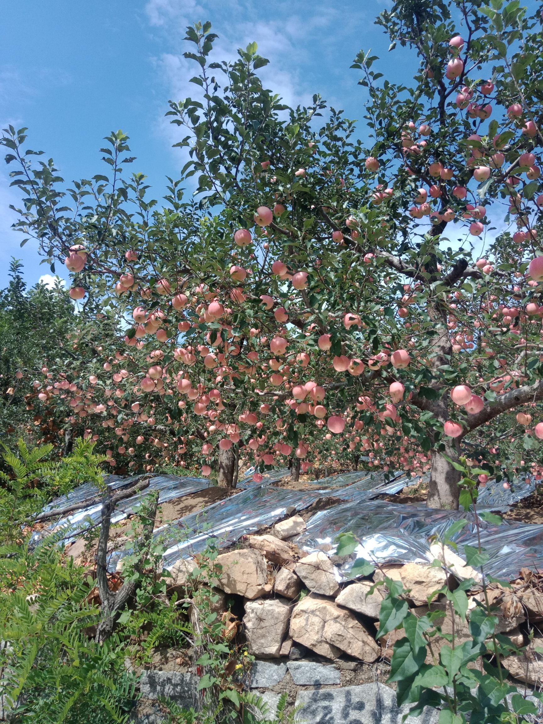 红将军苹果 辽南山地苹果色好.口感还好