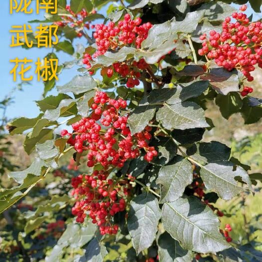 陇南无刺花椒苗  武都  伏椒 特麻 特地直销  量大从优 后期