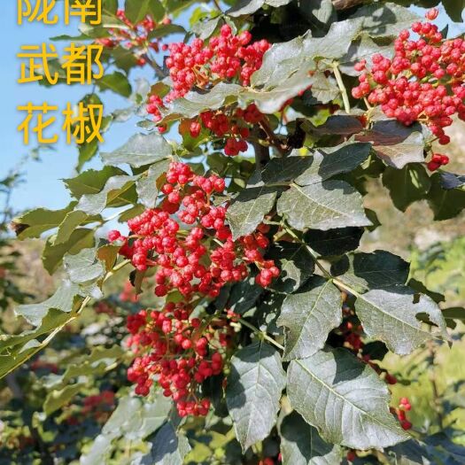 无刺花椒苗  武都  伏椒 特麻 特地直销  量大从优 后期