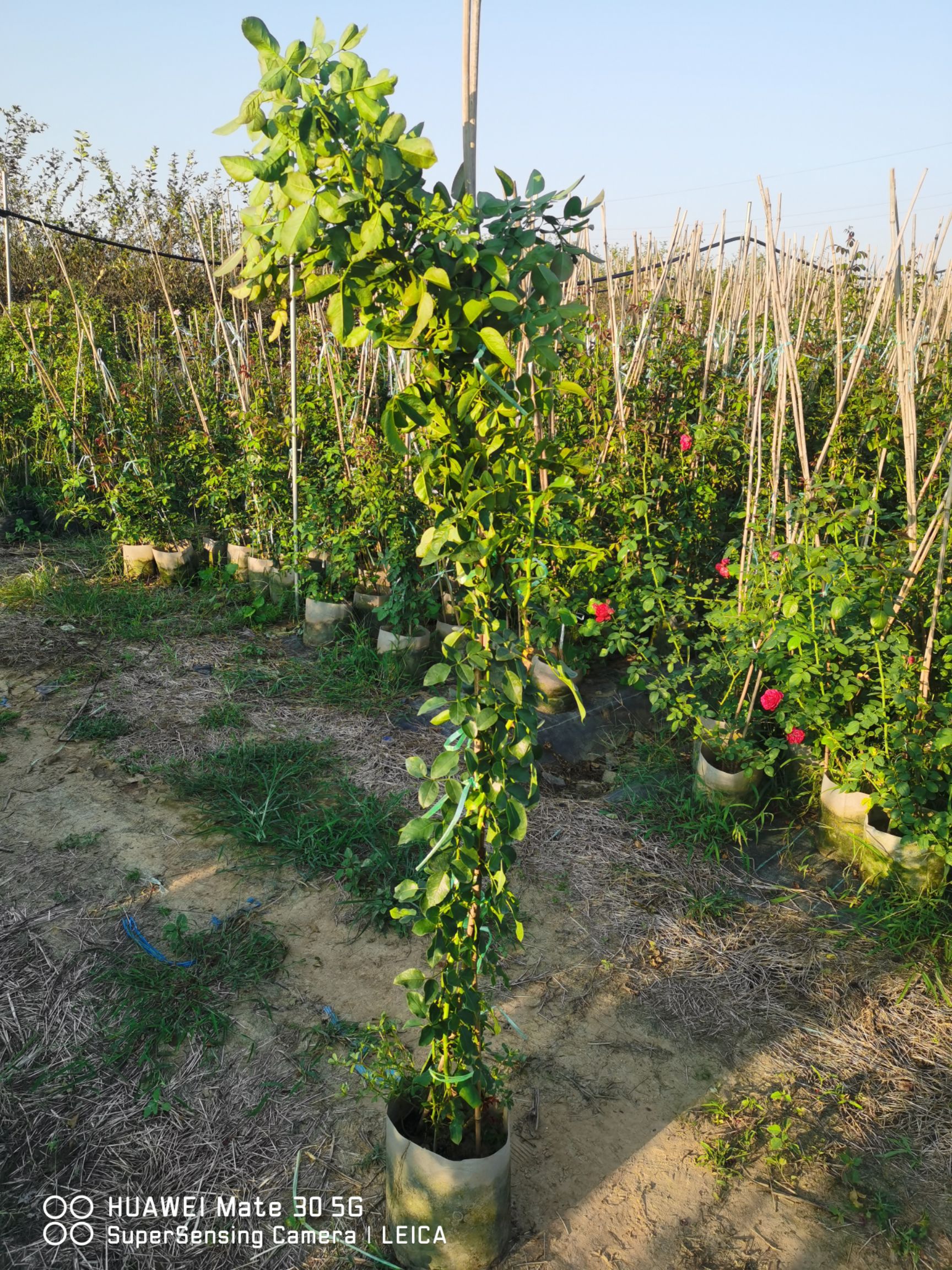 长年供应藤本月季，品种齐全，欢迎实地看苗