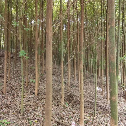 长沙小叶樟