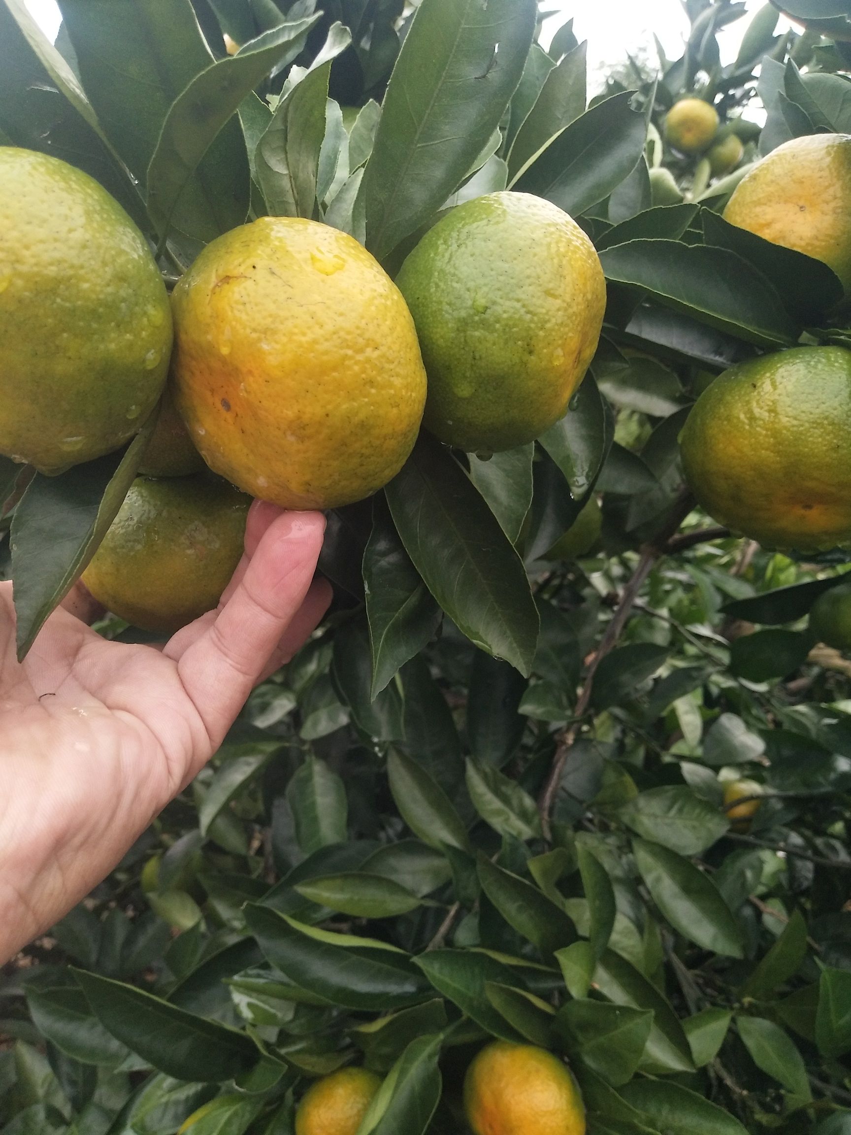 特早蜜桔 我们这里种植户，特早熟蜜可以上市了，