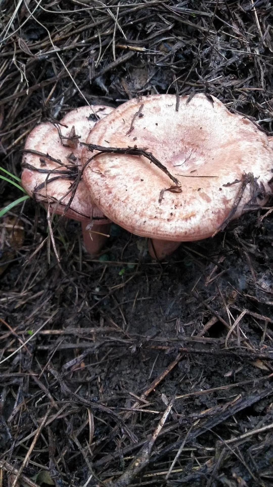 松树菌  野生松木菌