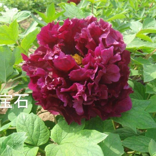 菏泽观赏牡丹 精品牡丹芍药现在发货中需要的联系我不要错过种植季节