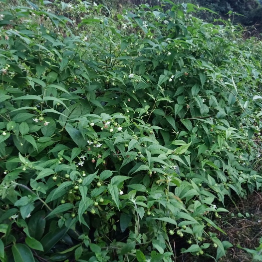 融水县人参果苗  红果参基地优质种苗欢迎参观考察预定，基地目前种苗大量供应