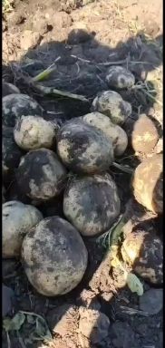 牙克石市黄心土豆  土豆妹妹土豆美，土豆等你来