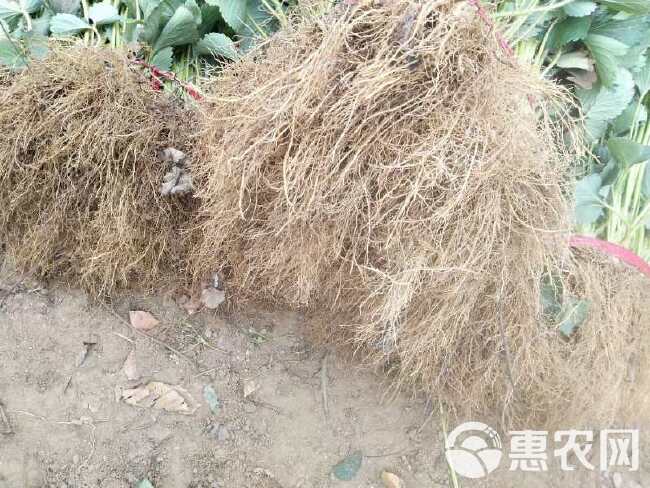 甜宝草莓苗价格 
章姬脱毒草莓苗  品种草莓苗有保障根系好