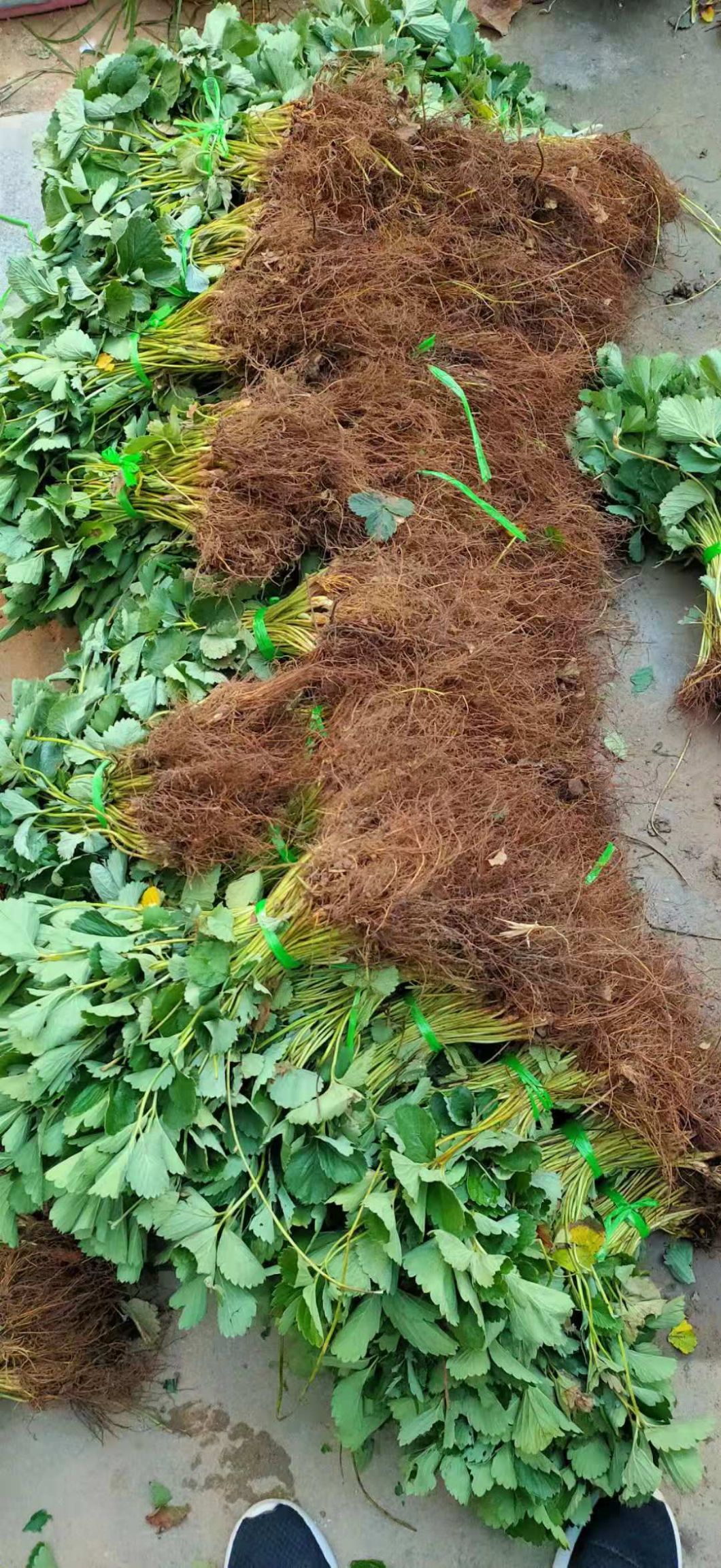 美十三草莓苗  草莓苗100棵起批育苗基地直供品种齐全
