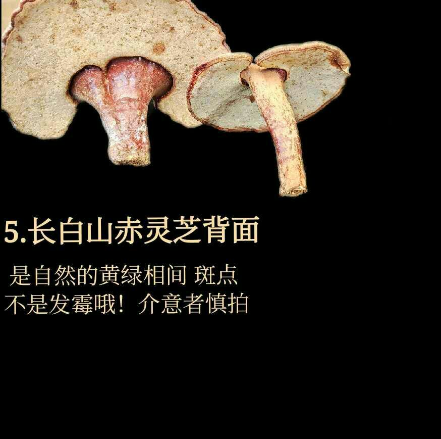 赤灵芝  长白山灵芝
