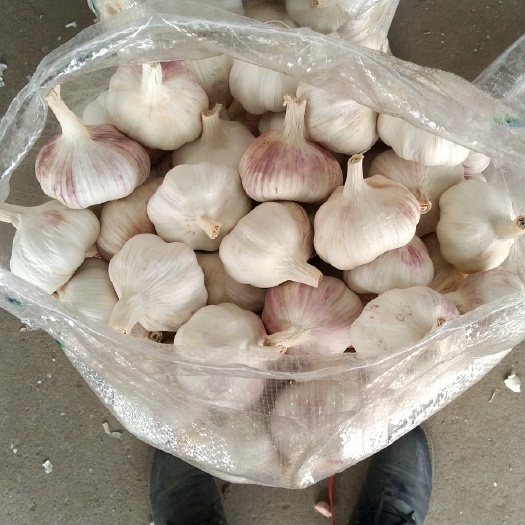 杞县金杞牌大蒜  金杞精品大蒜产地直发一手货源诚信买卖质量保障