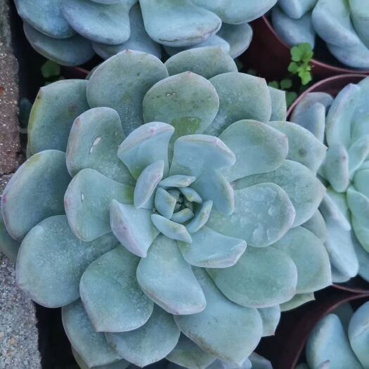 漳州 多肉植物   橙梦露  15装