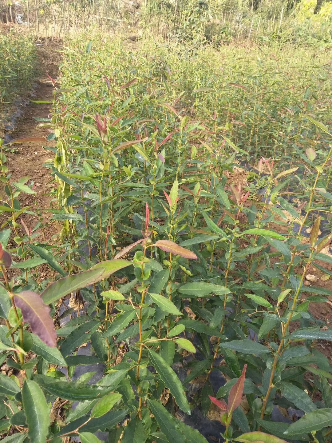 光皮木瓜苗  菜木瓜苗。木瓜苗。木瓜。煮肉木瓜