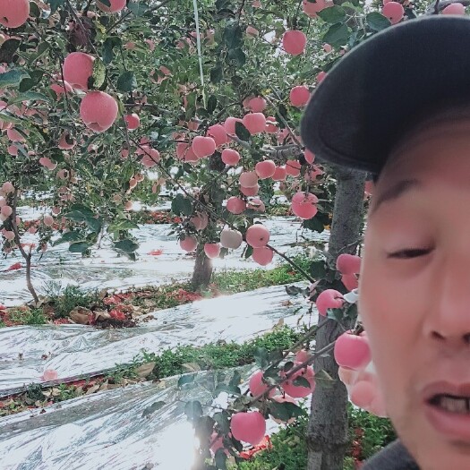 铜川 陕西红富士苹果大量上市