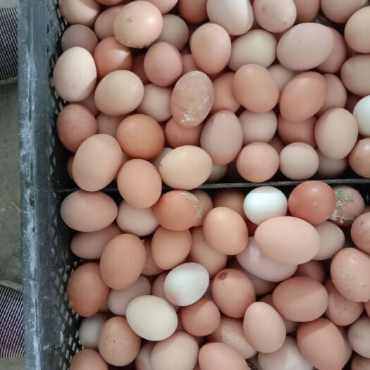 沈阳白蛋 饭店面包房食品厂食堂专用沙皮白皮蛋