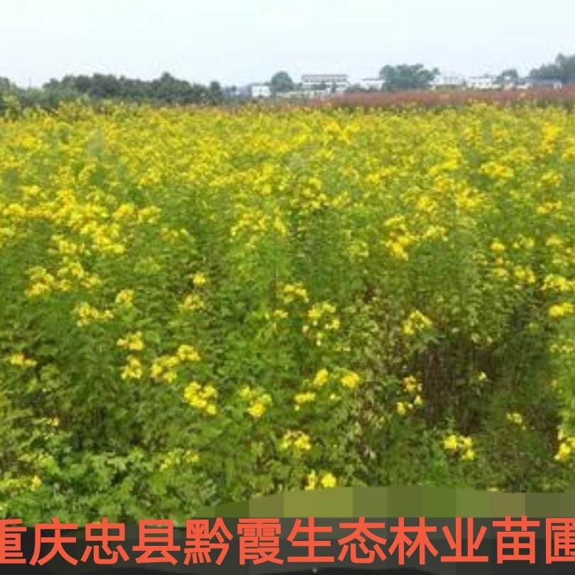 黄花槐树苗培育基地常年大量供货，货源充足手续齐全