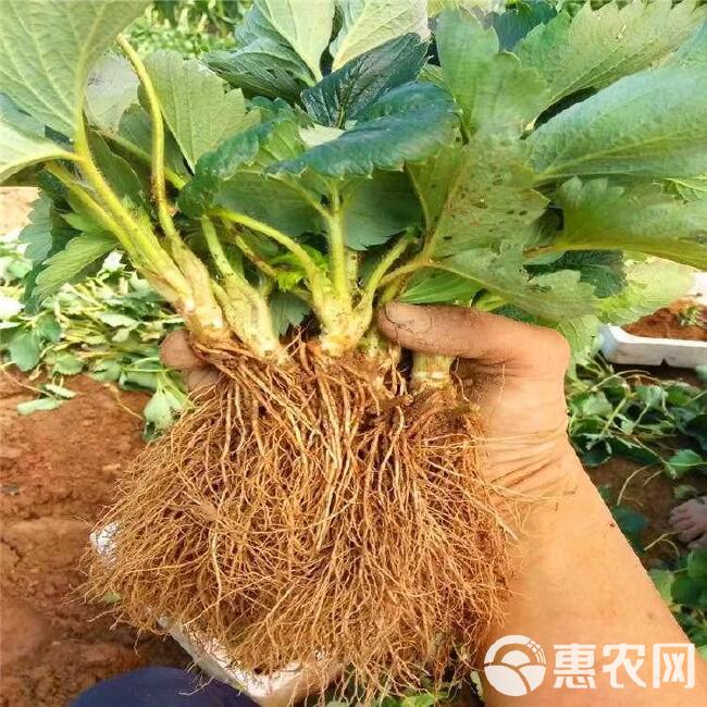 甜宝草莓苗价格 
章姬脱毒草莓苗  品种草莓苗有保障根系好