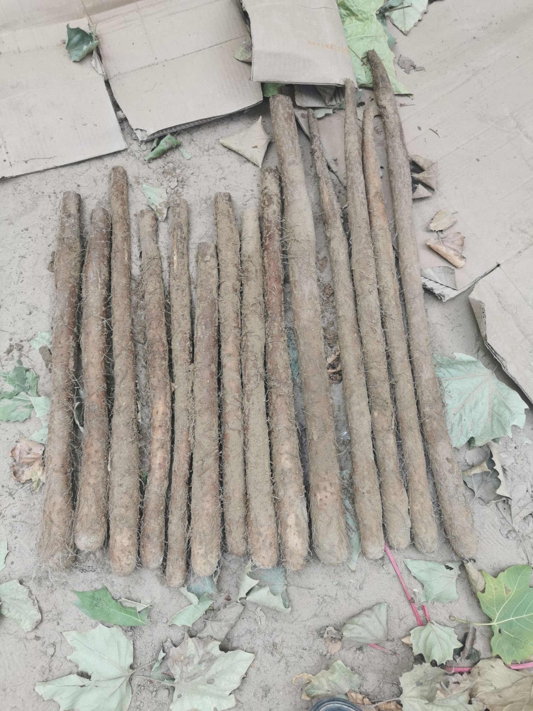 白玉山药 广东精品假铁棍白玉长条山药现货大量供应