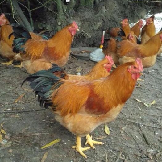 南宁土鸡苗  黄土鸡！散养性能好，公认的肉质鲜美，包疫苗，包路损！欢迎选购