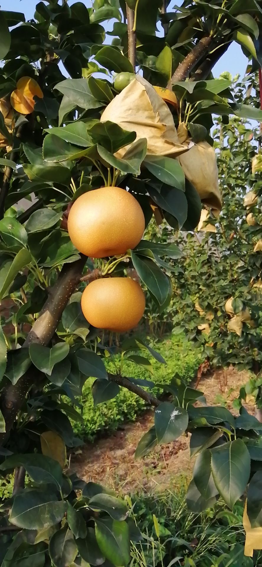 太康县秋月梨