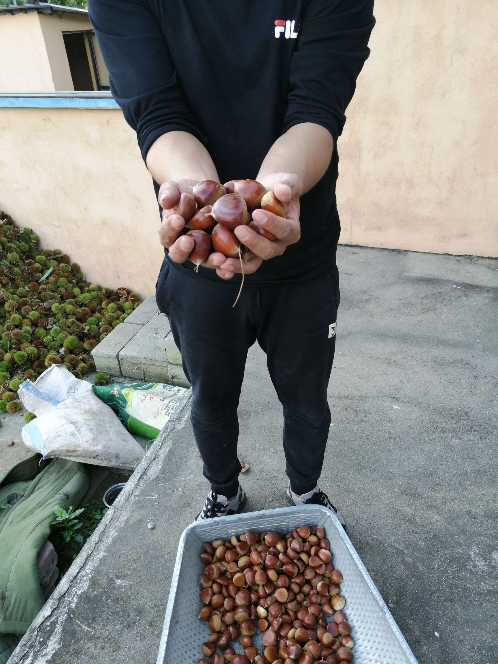 丹东板栗  自家板栗园子，香甜可口，一手货源，量大优惠！
