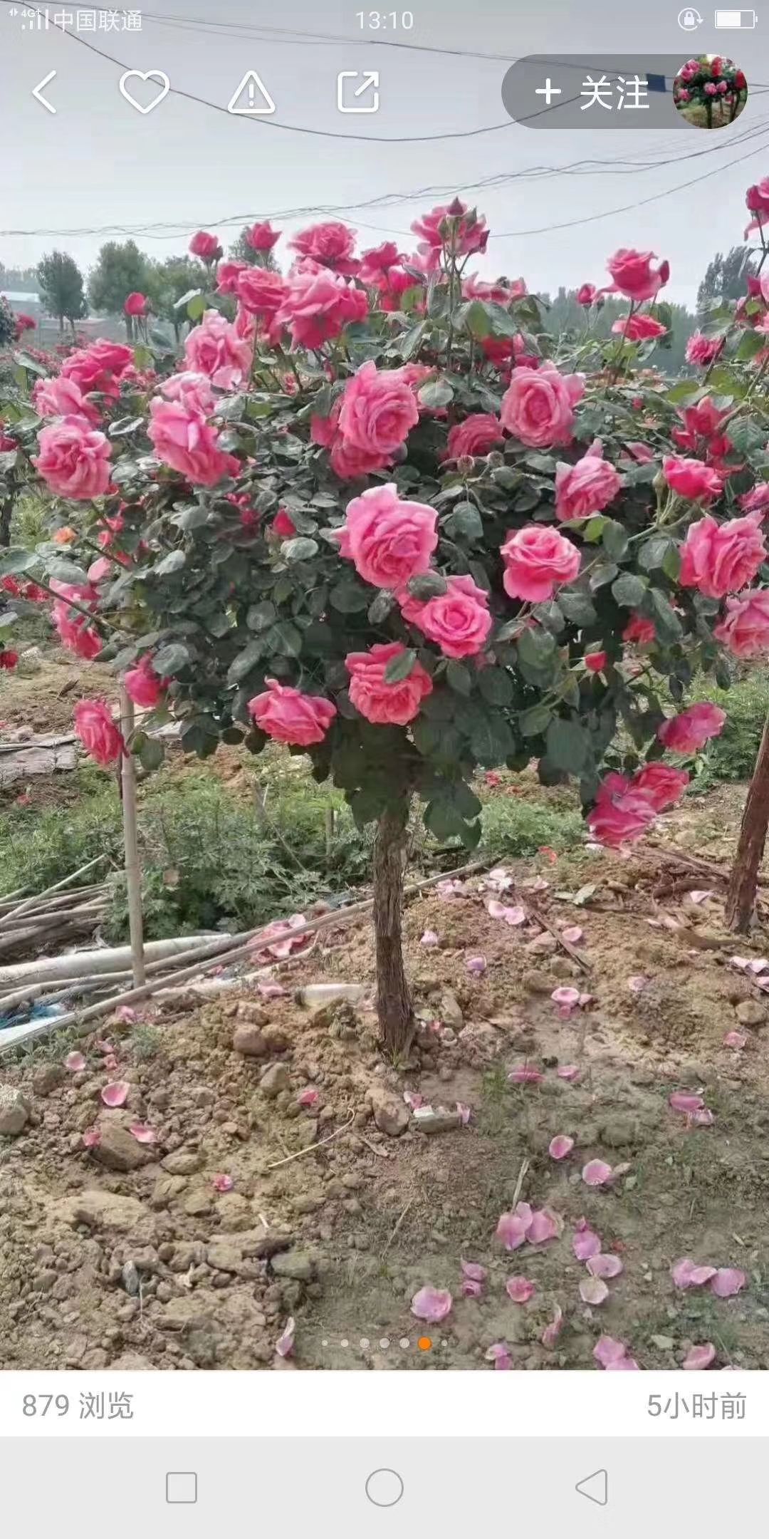 高杆树形大花双色多季开花月季树南北方都可以种植