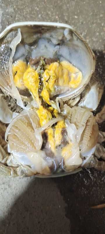 扬州兴化大闸蟹 母蟹 2.0-2.5两 