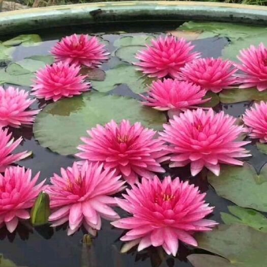 柳州各种规格、花色、花型睡莲，香水莲等大量供应