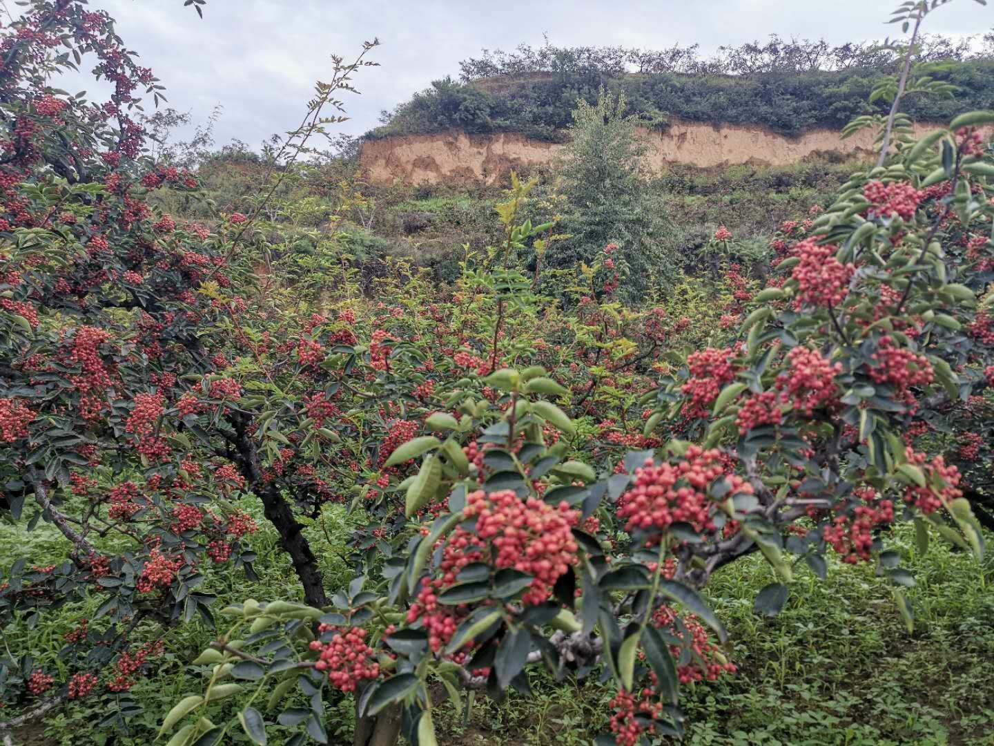 无刺花椒苗  无刺高产嫁接花椒