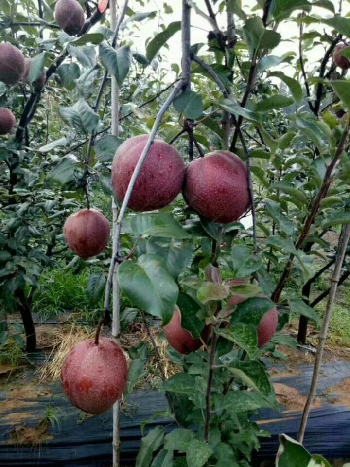 黄金梨苗  伐质嫁接，黄金梨树苗，奥红一号红梨树苗，秋月梨树苗，皇冠梨树
