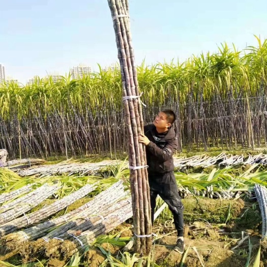 博白县甘蔗基地直销，粗大包甜，一次合作终身是朋友，提供便宜回程车