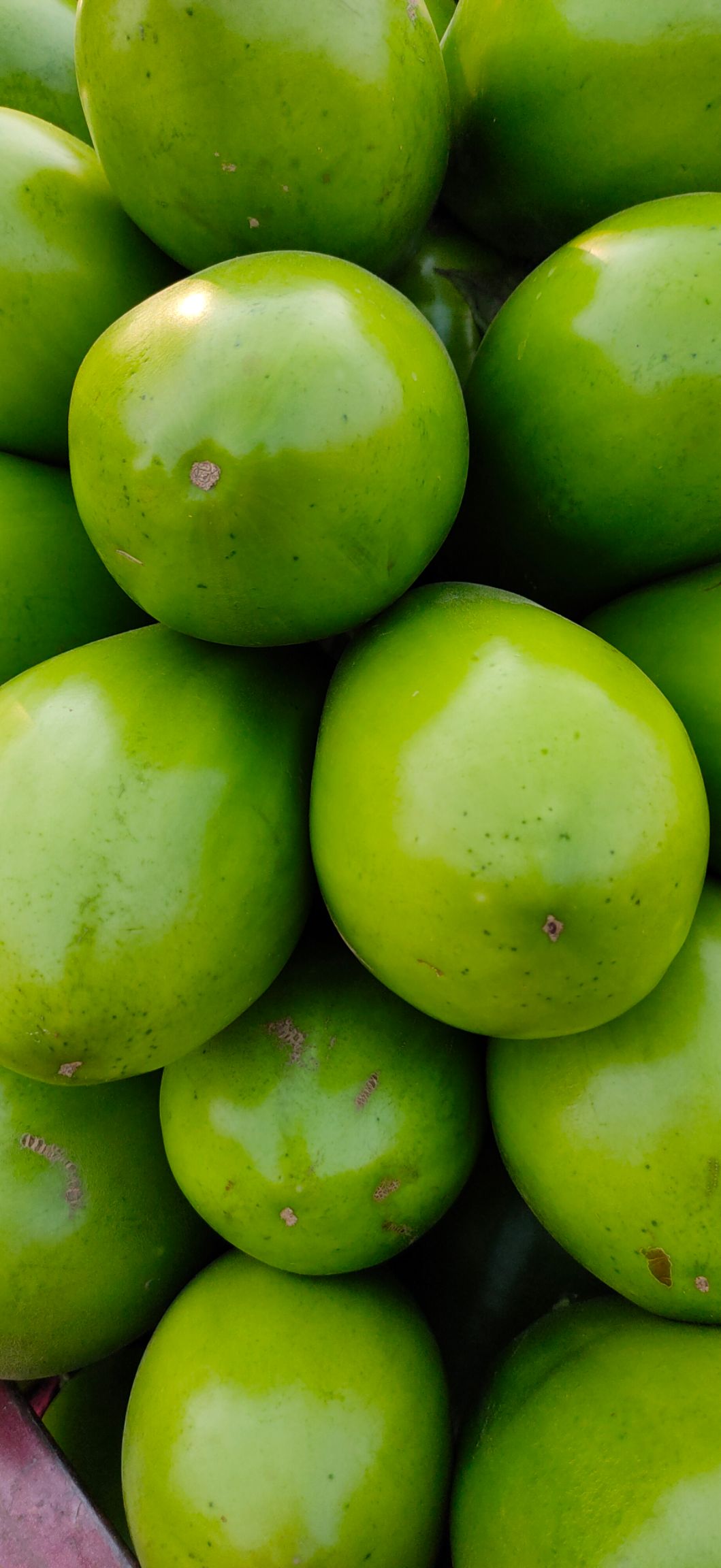 青茄子大量上市!需要联系!