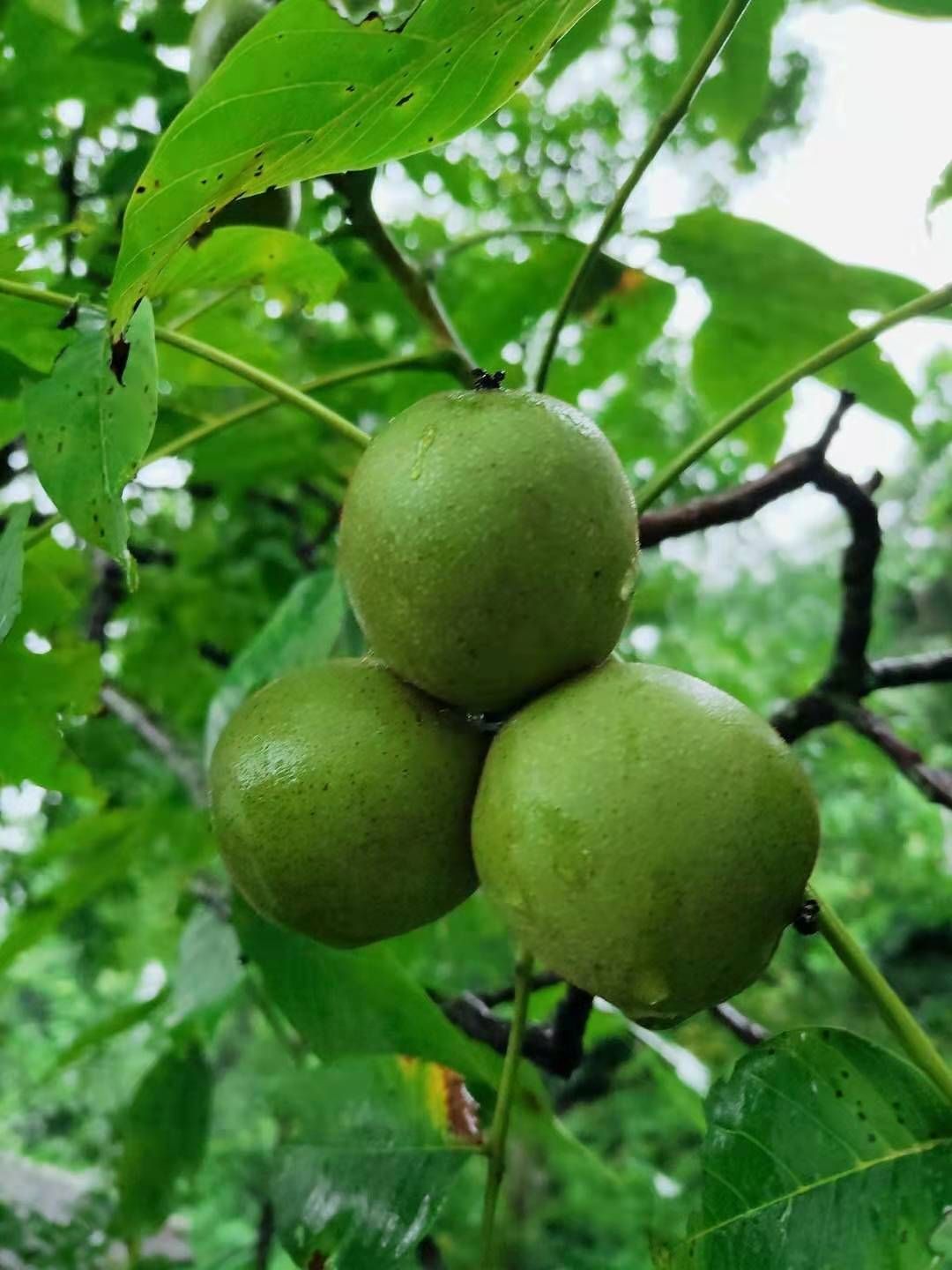 薄皮核桃  土核桃，产地，四川省苍溪县九龙山。