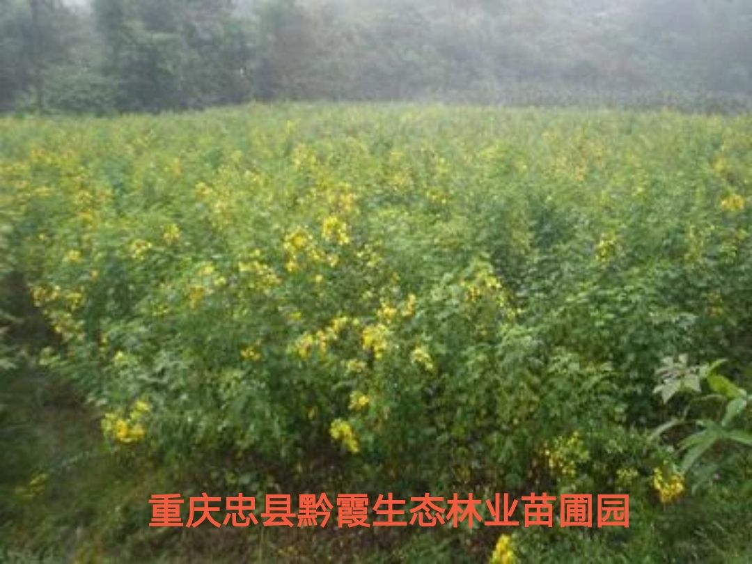 黄花槐树苗培育基地常年大量供货，货源充足手续齐全