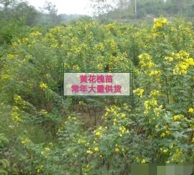 黄花槐树苗培育基地常年大量供货，货源充足手续齐全