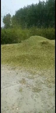 宿州青储草  出售玉米秸秆青储黄储饲料，营养高，质量好，价格低，喂牛羊