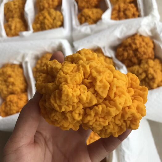 昆明 金耳